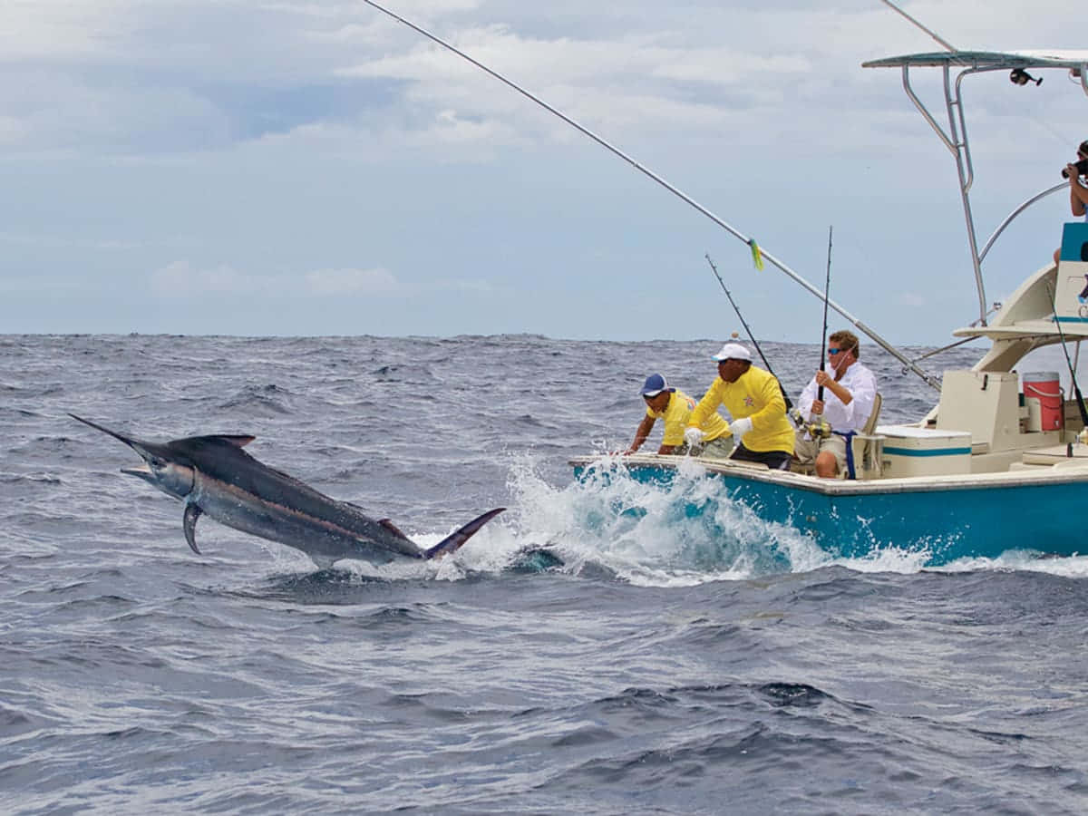 Marlin Leaping Near Fishing Boat.jpg Wallpaper