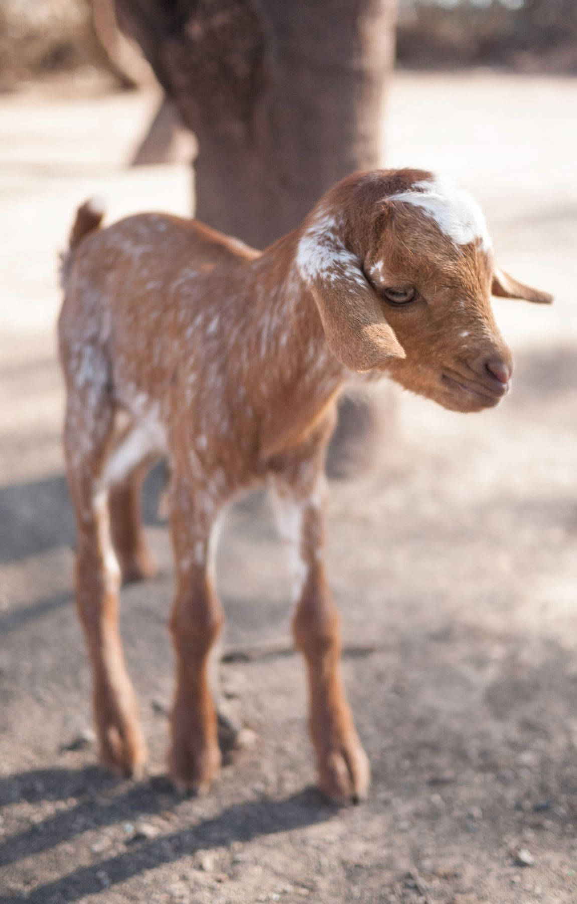 Melancholic Brown Baby Goat Wallpaper