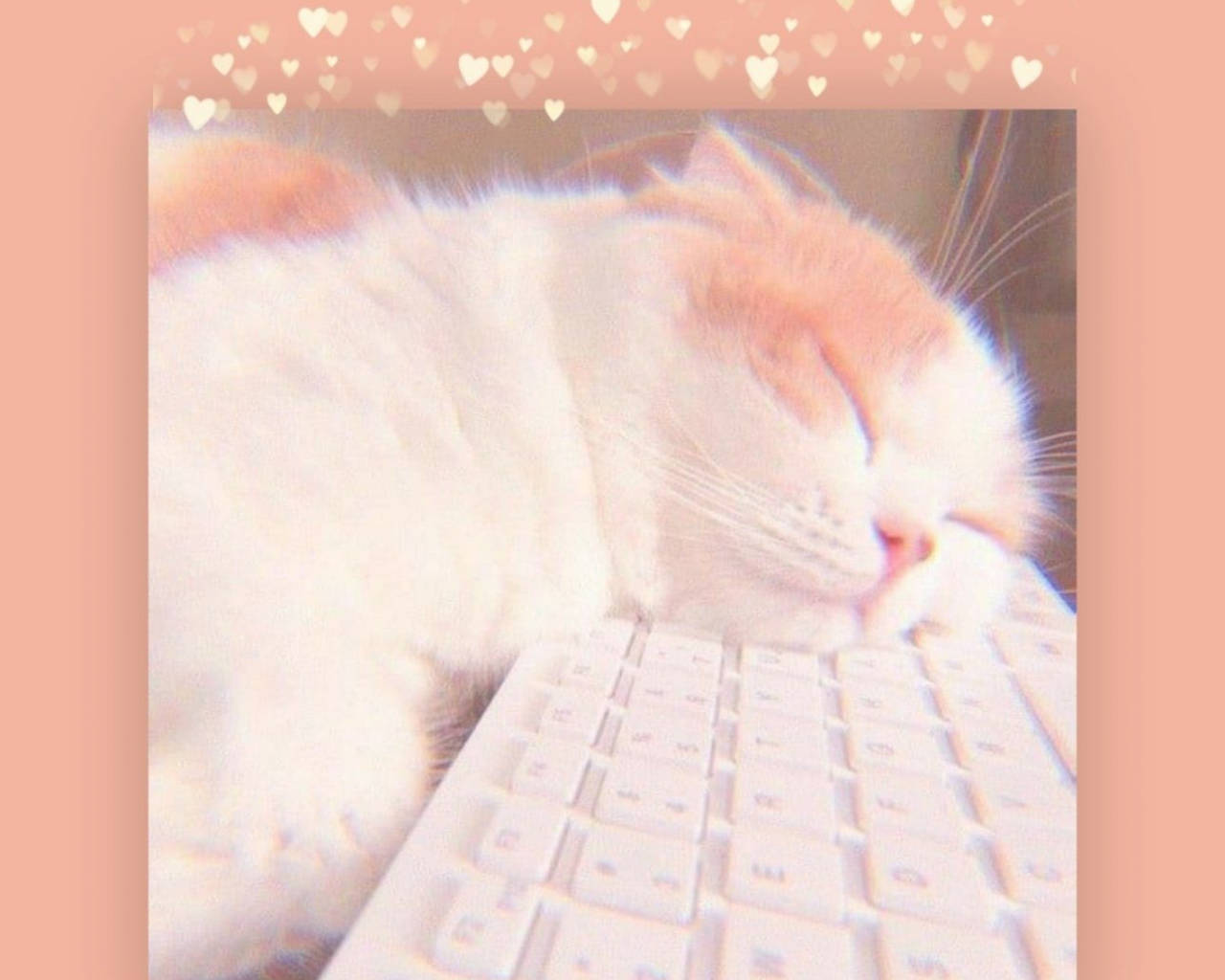 Minimalist Keyboard Sleepy Cat Wallpaper