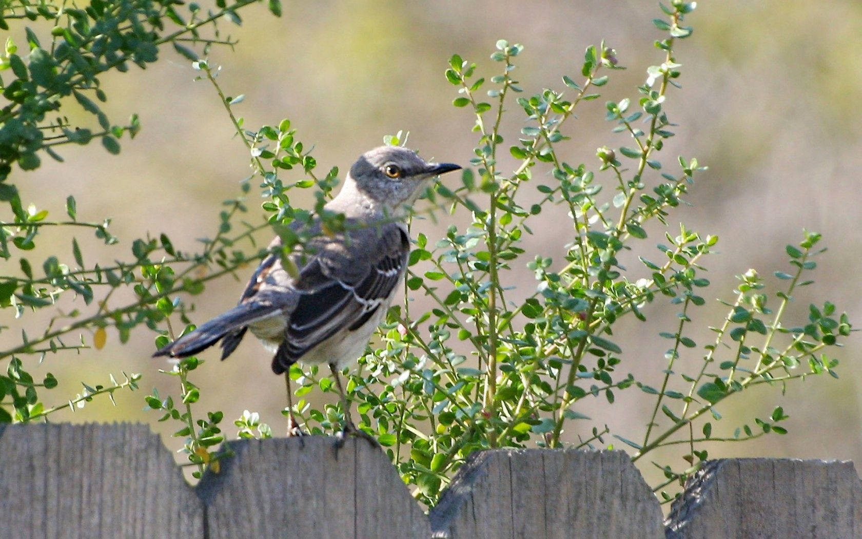 Mockingbird Birds In Nature Wallpaper