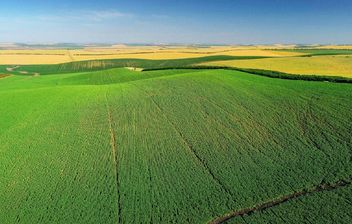 Moldova Vineyard Field Wallpaper