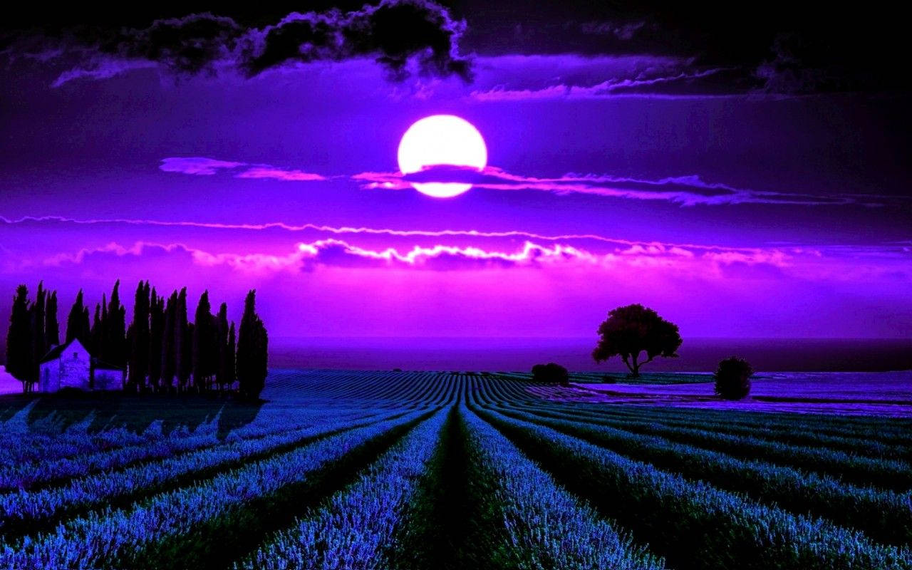 Moonlight Lavender Field Wallpaper