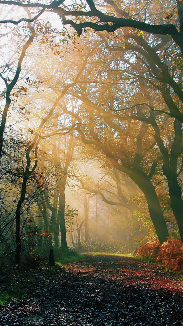Morning Sunrise Through Autumn Forest Iphone Wallpaper