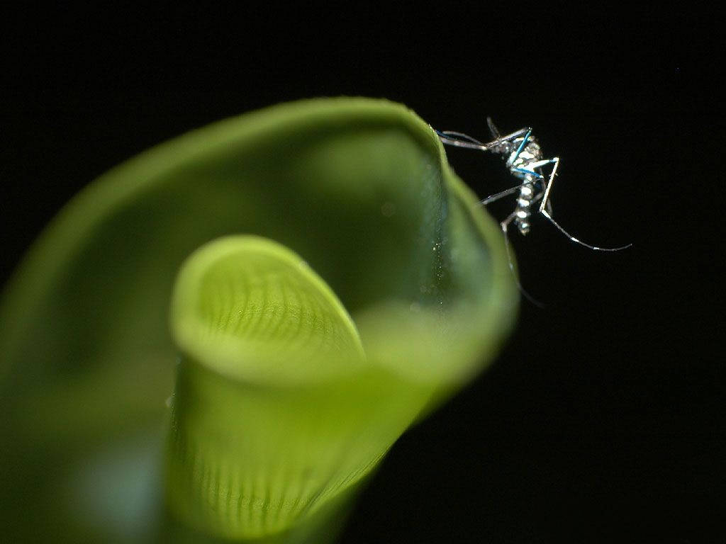 Mosquito On A Curly Leaf Wallpaper