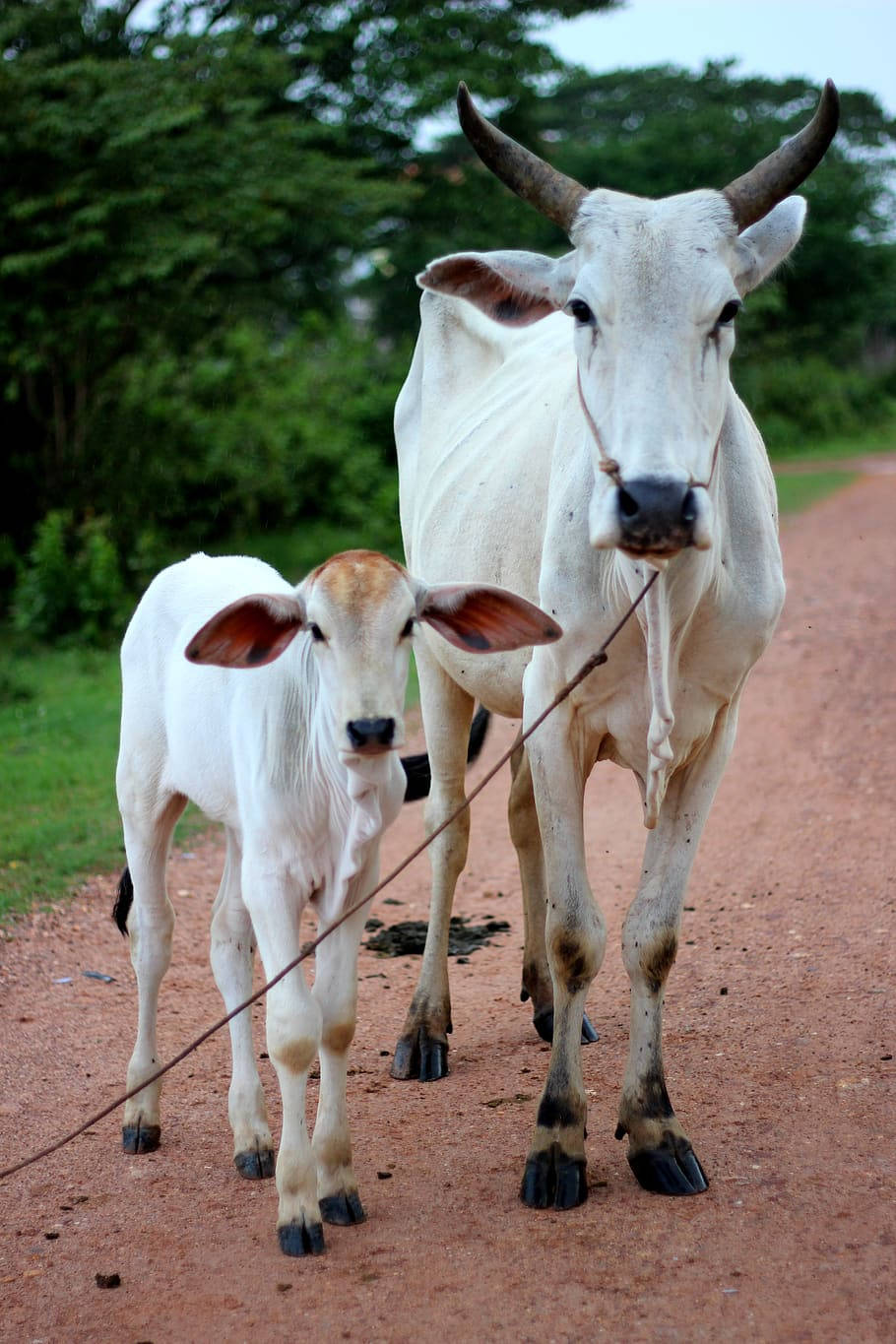 Mother And Calf Nelore Cattle Wallpaper