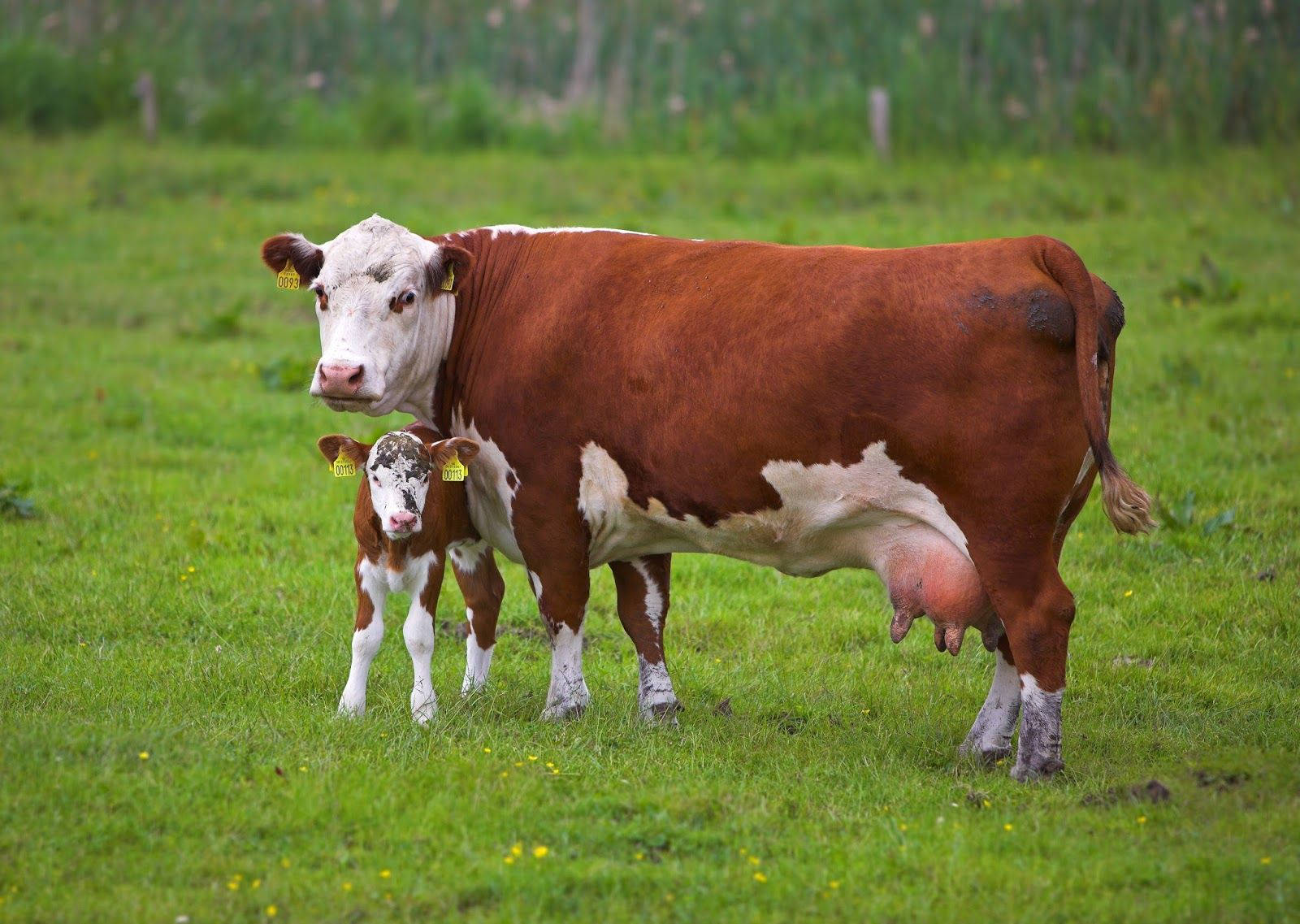 Mother Cow And Little Calf Wallpaper