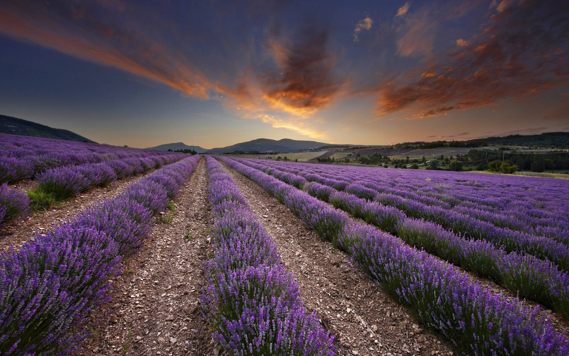 Mountains Beyond Lavender Desktop Wallpaper