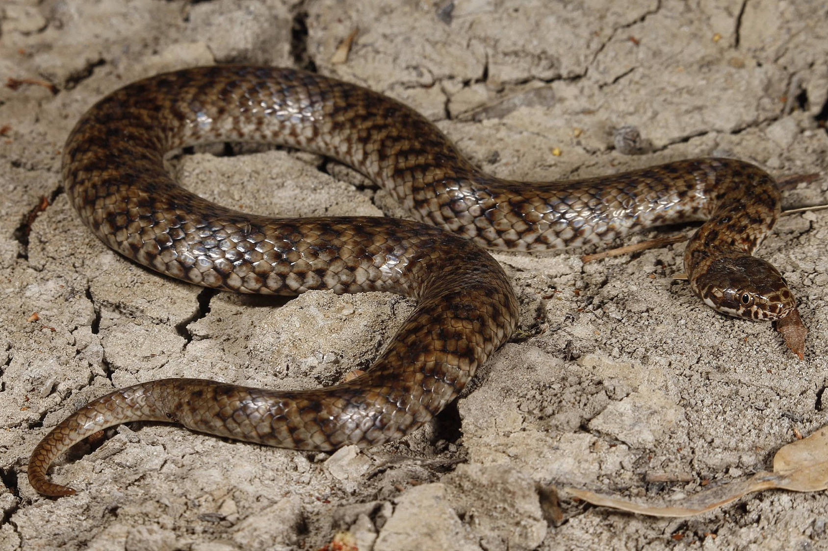 Mud Snake Banded Species Wallpaper