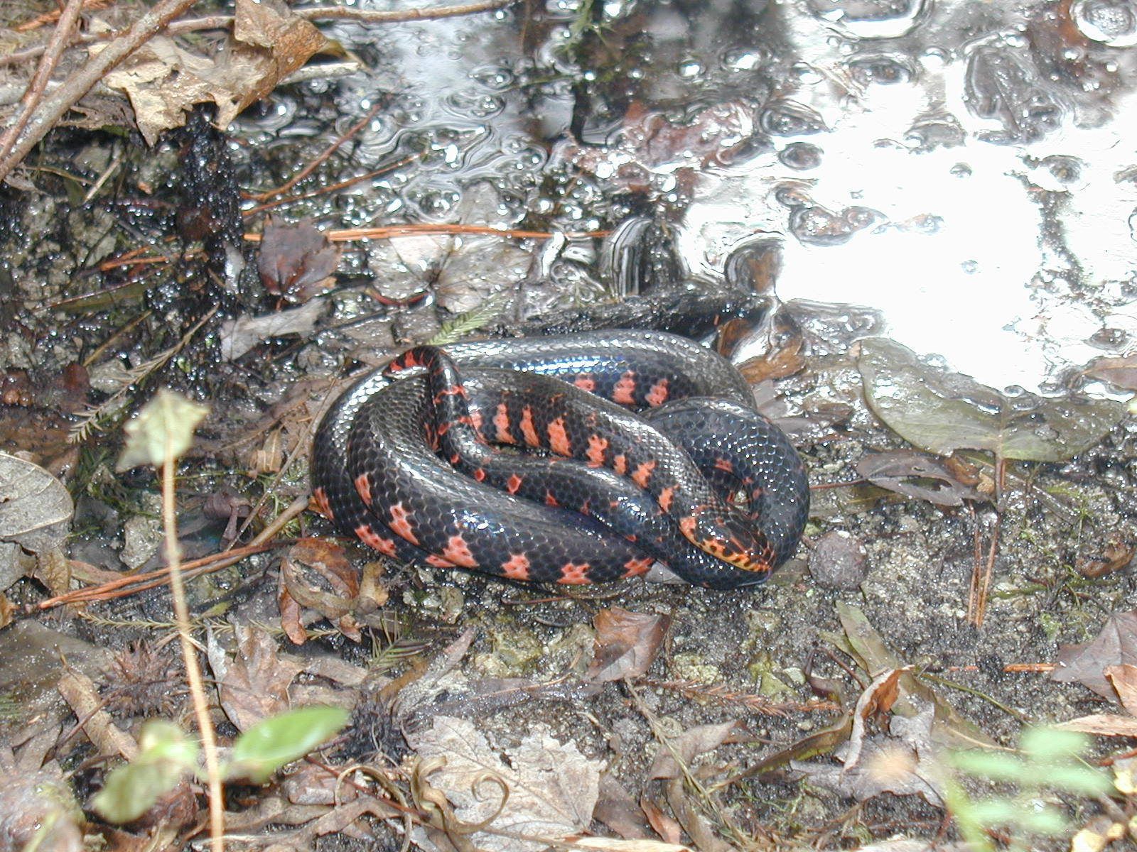 Mud Snake Coiled Beside A River Wallpaper