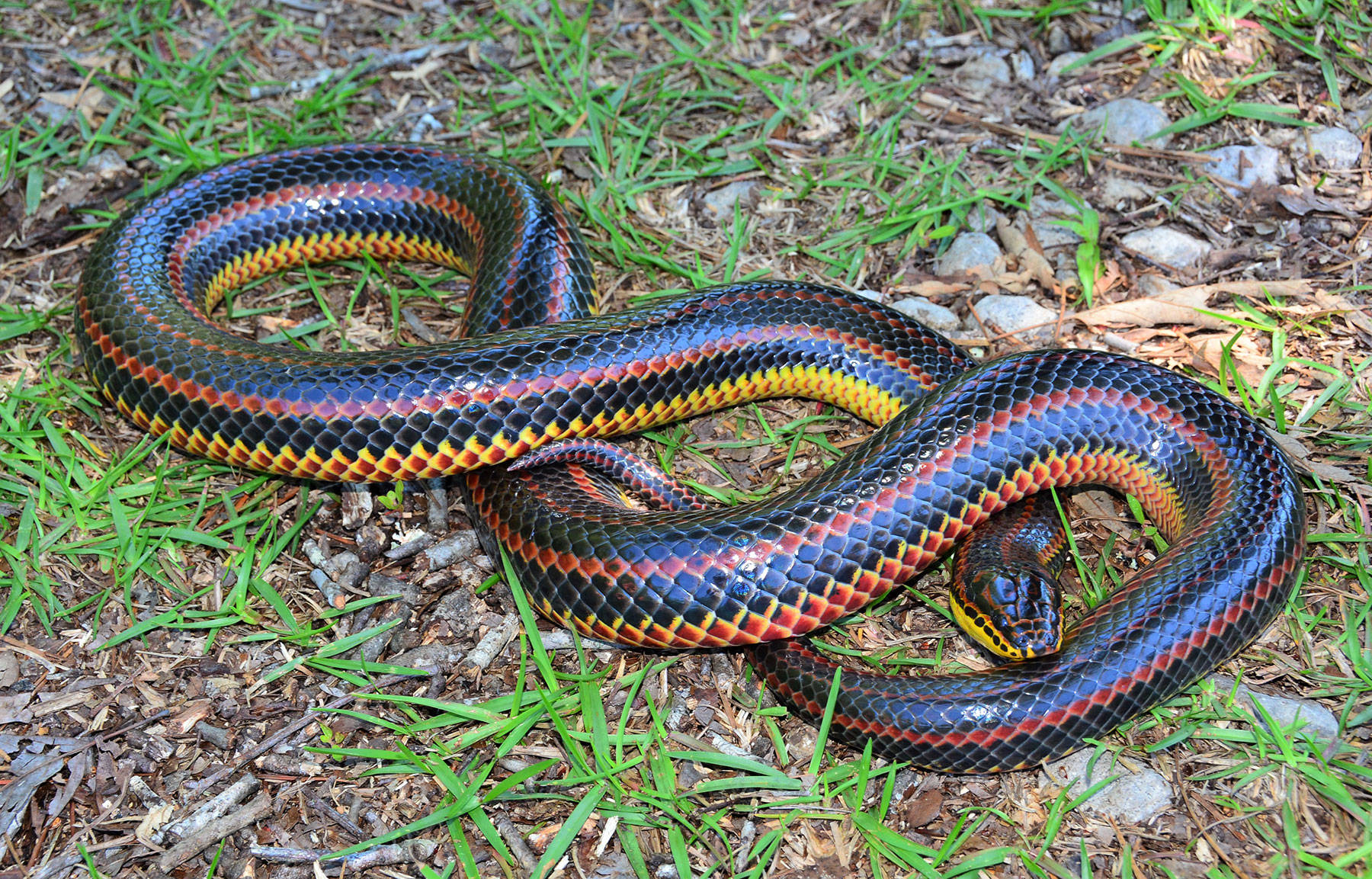 Mud Snake With Shiny Iridescent Scales Wallpaper