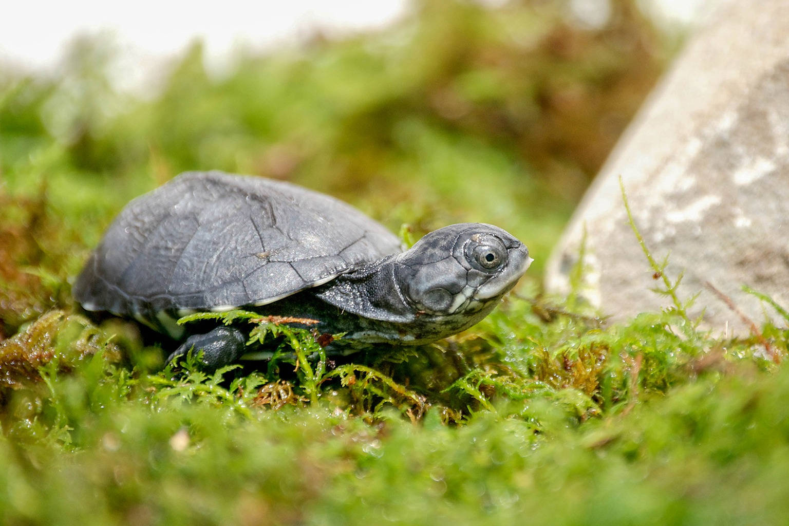 Mud Turtle With Dark Grey Skin Wallpaper