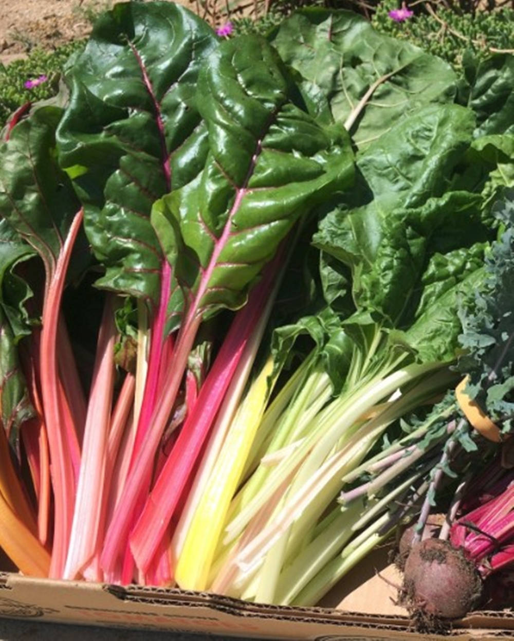 Multi Colored Swiss Chard Vegetable On A Box Wallpaper