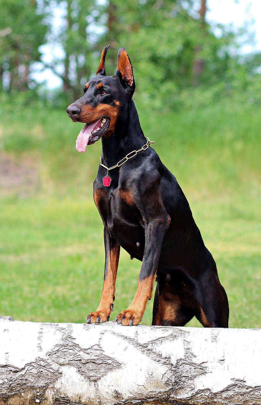 Muscular Black And Rust Doberman Pinscher Wallpaper