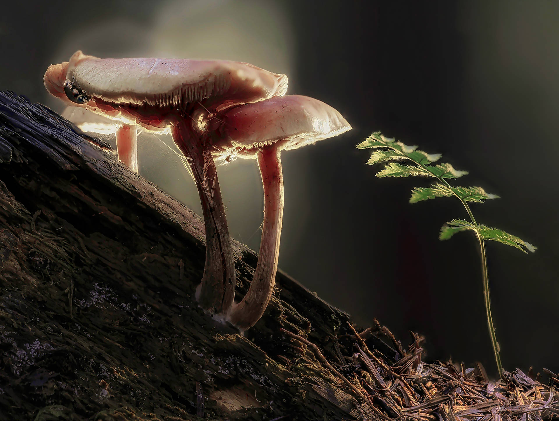 Mushroom On Tree Trunk Wallpaper