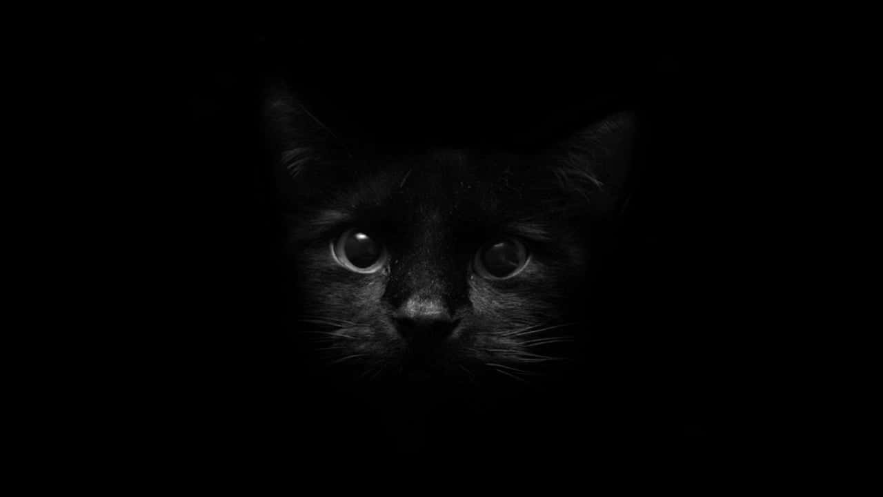 Mysterious Black Catin Darkness Wallpaper