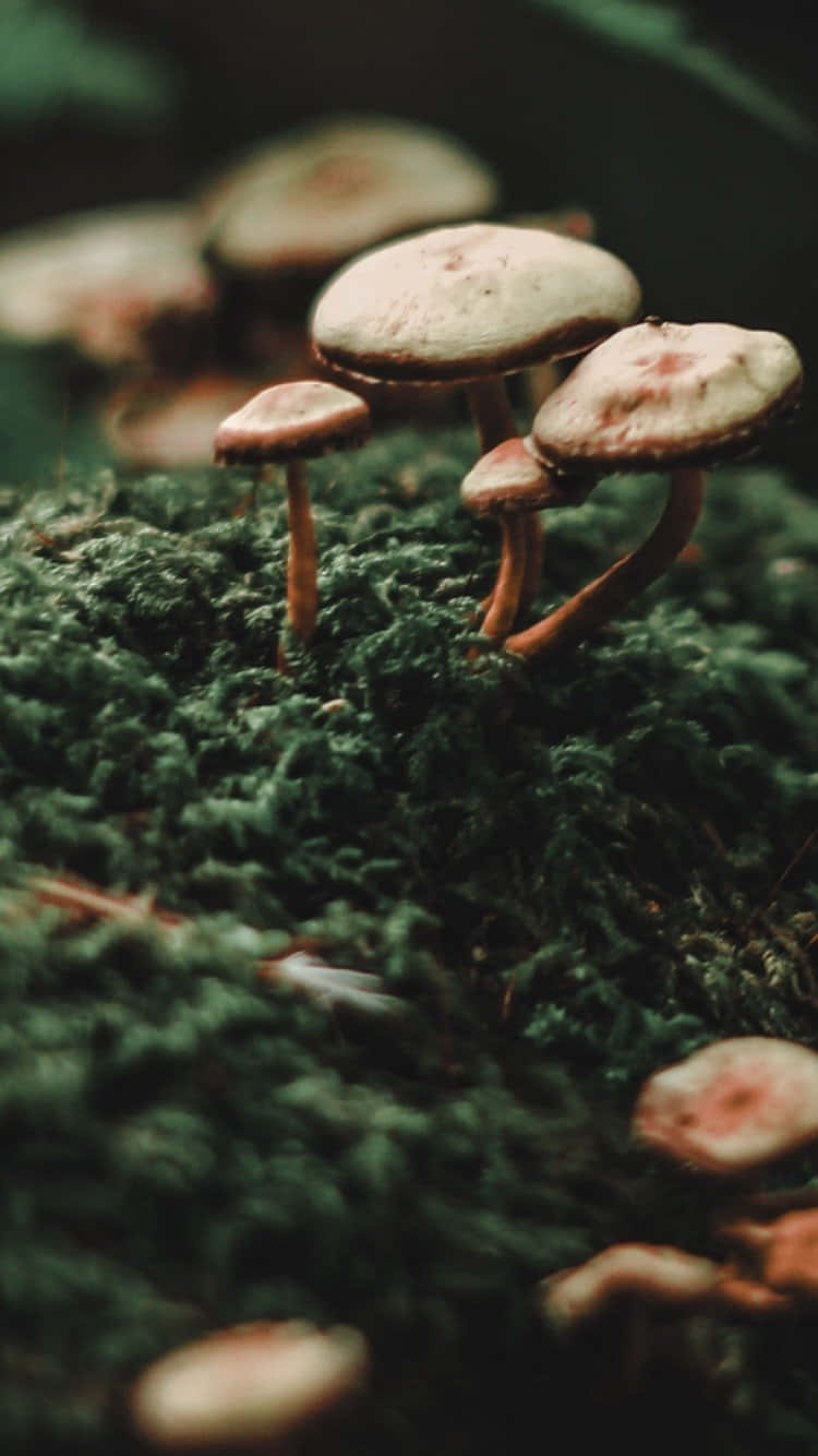 Mystical Communication – The Mushroom Phone Wallpaper