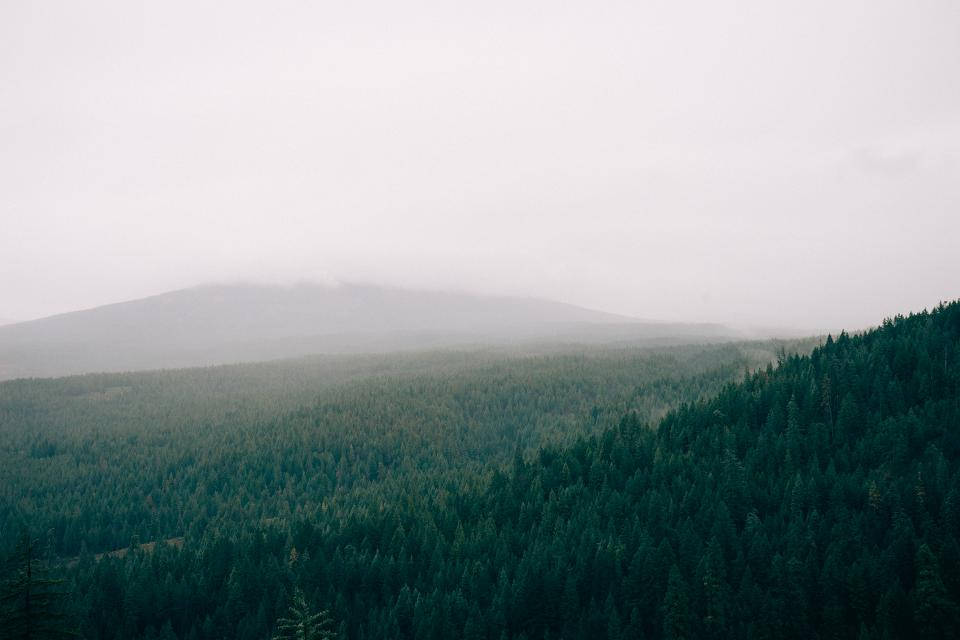 Mystical Foggy Forest At Dawn Wallpaper