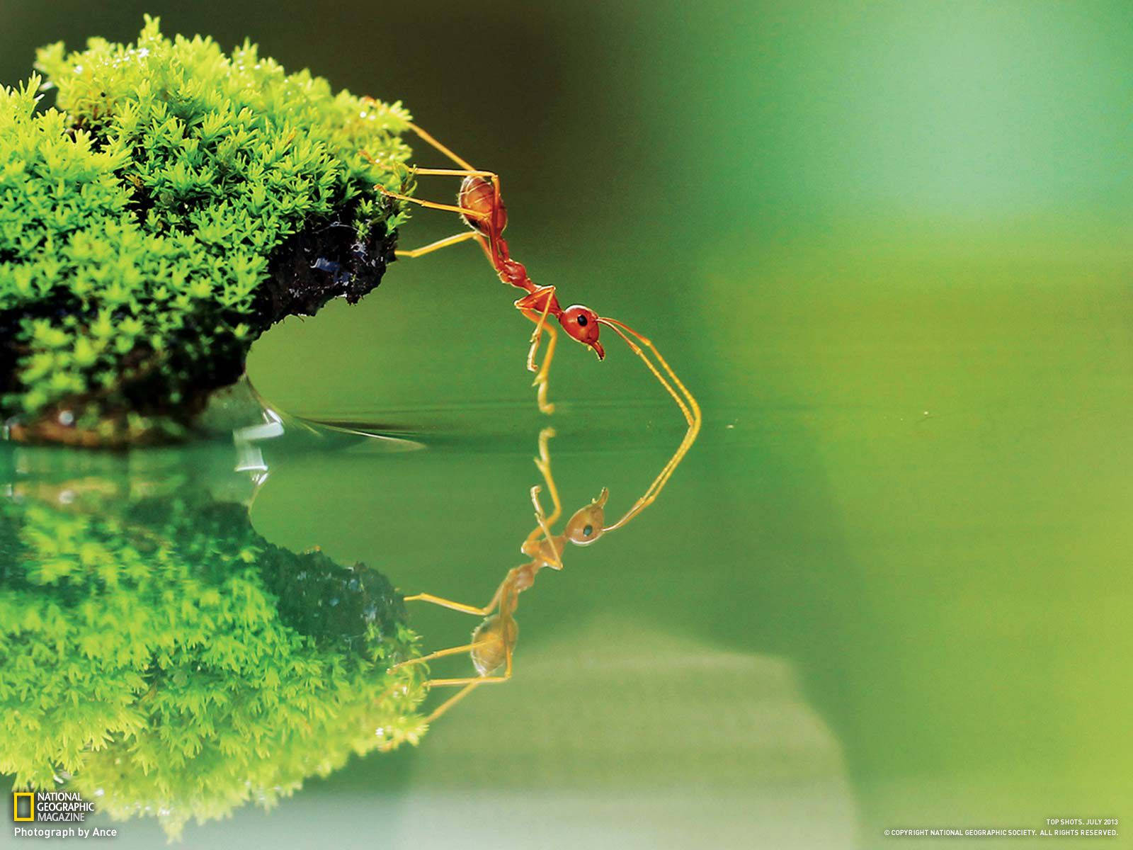 National Geographic Ant Wallpaper