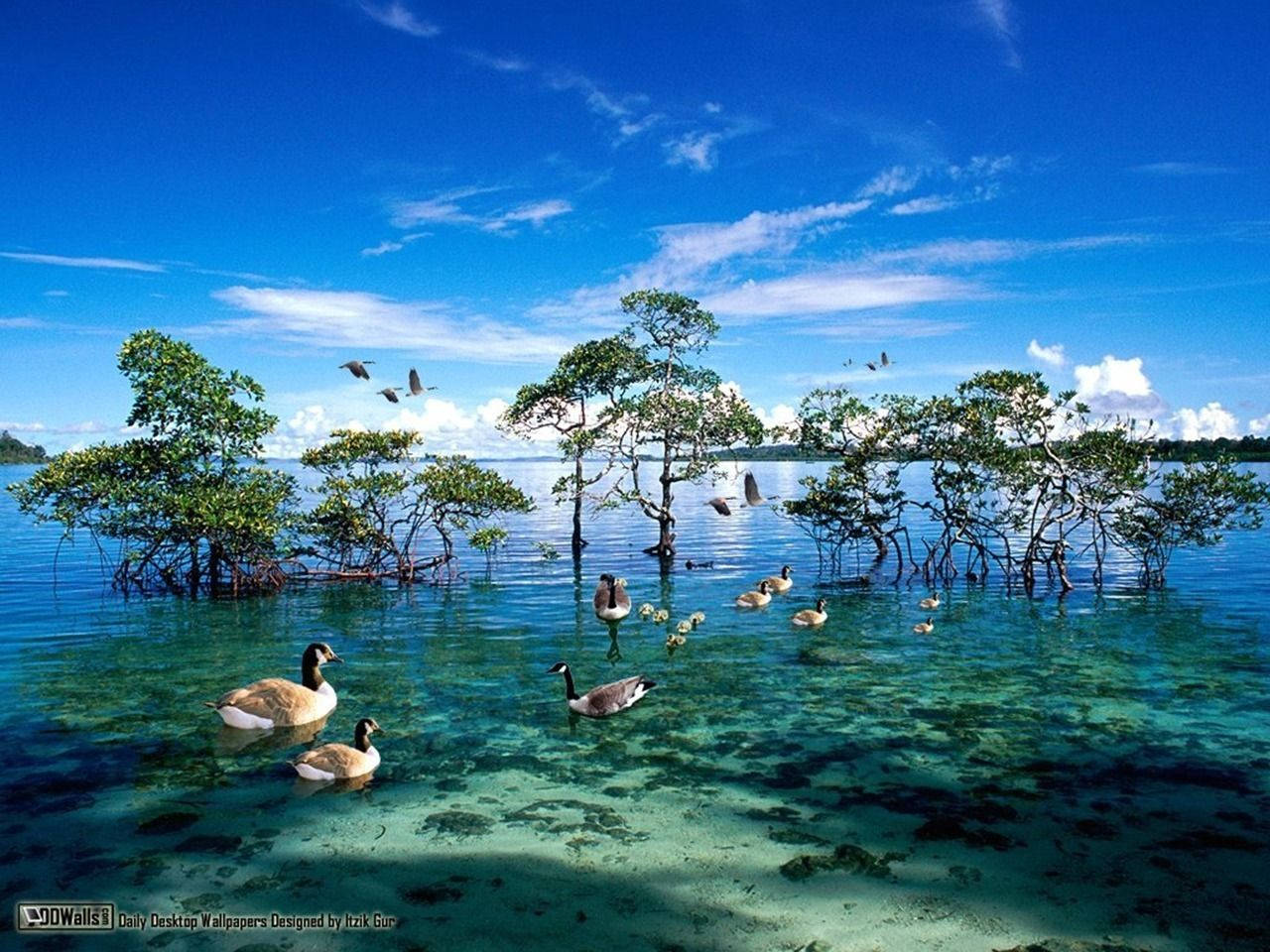 National Geographic Mangrove With Ducks Wallpaper