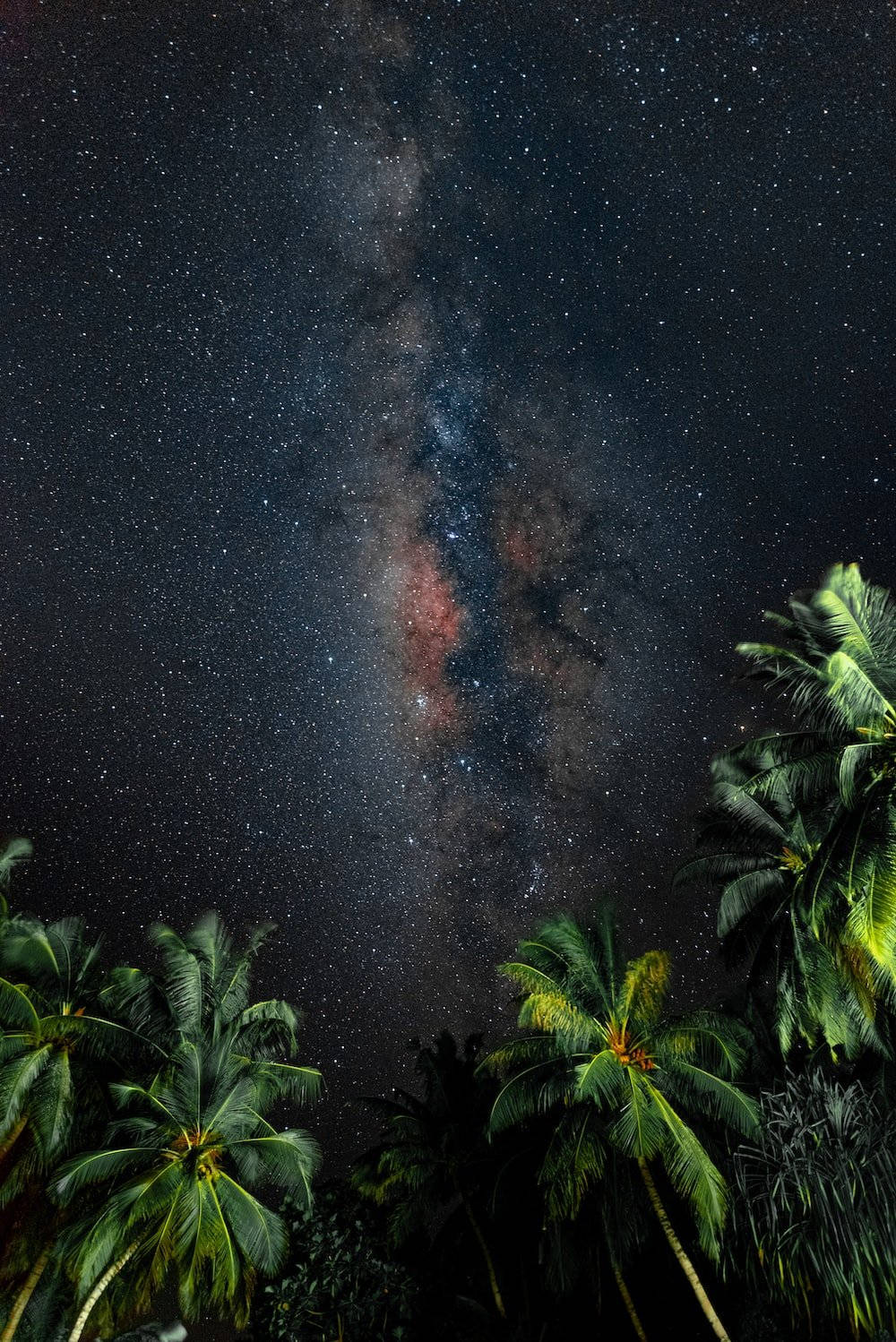 Natural Palm Trees Starry Sky Wallpaper