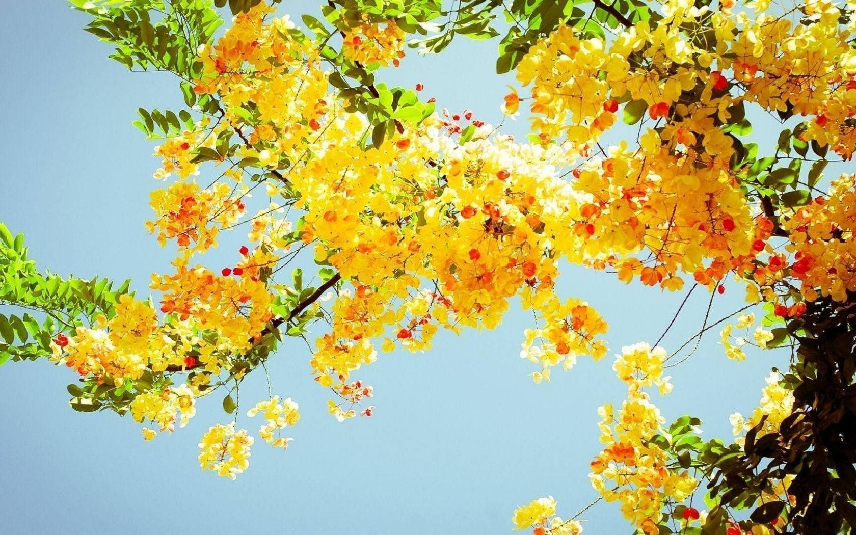 Nature Aesthetic Yellow Flowers On Tree For Computer Wallpaper