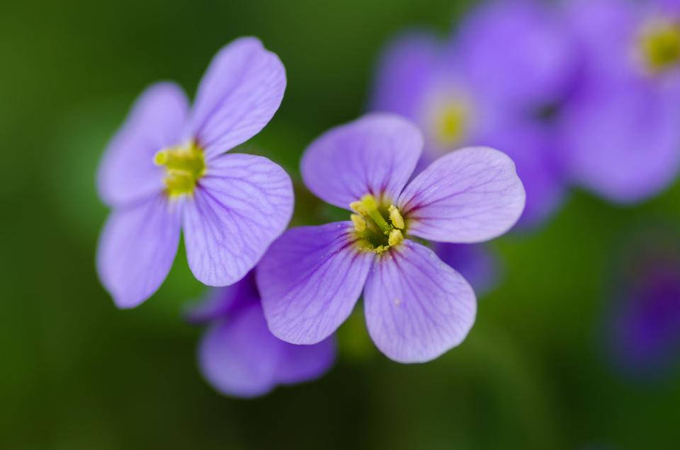 Nature Blurred Cress Flowers Wallpaper