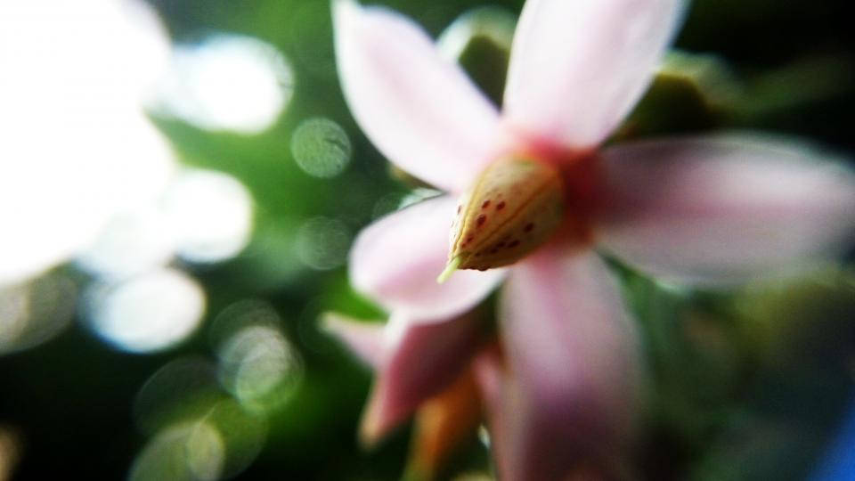 Nature Blurred White Jasmine Background Wallpaper