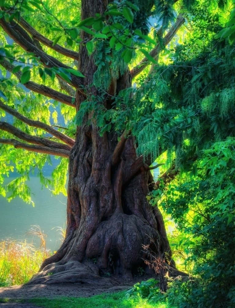 Nature's Splendor - Trees Under A Sunny Sky Wallpaper