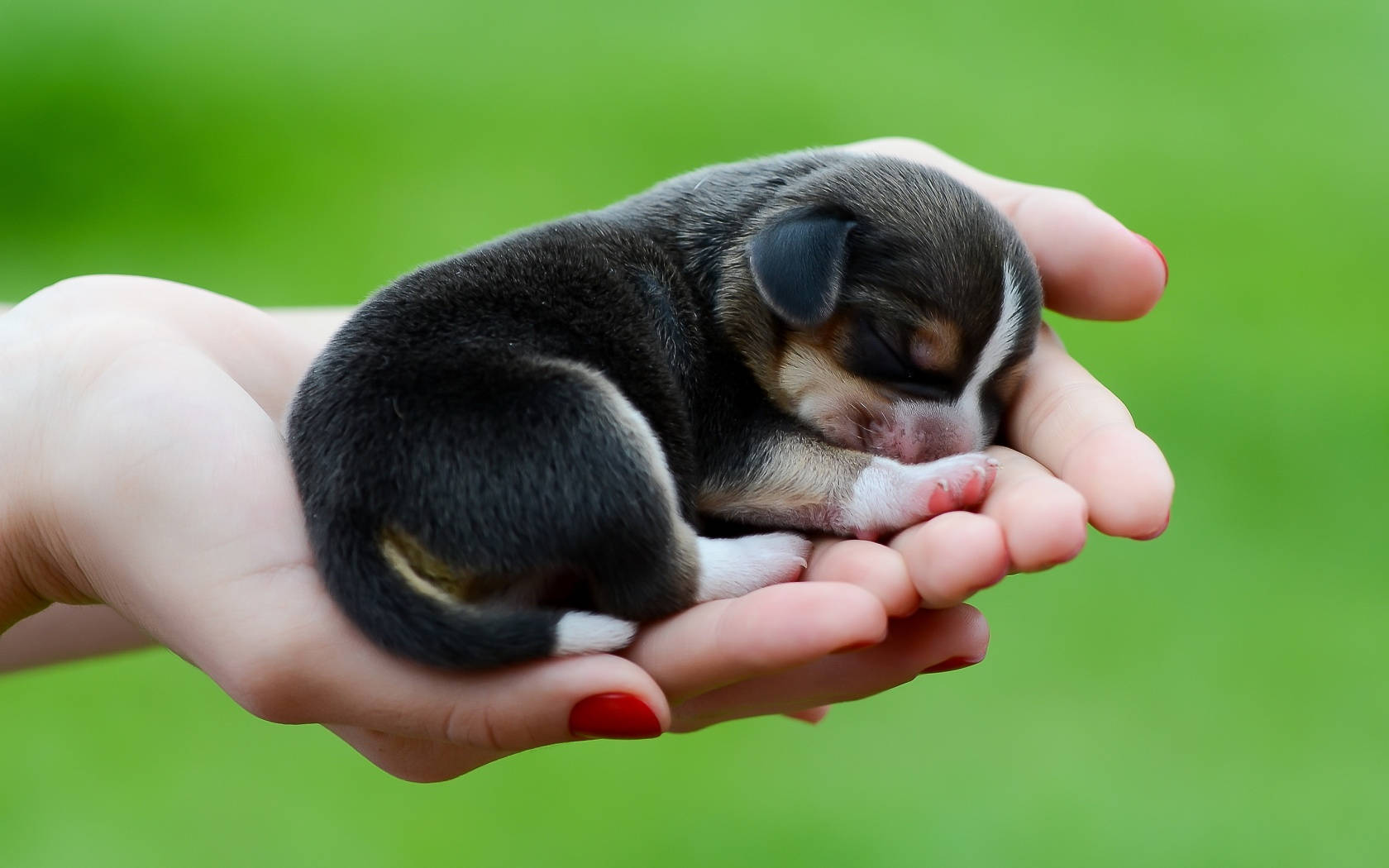 Newborn Dog In Hands Wallpaper
