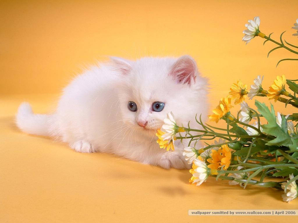 Nice White Persian Cat Wallpaper