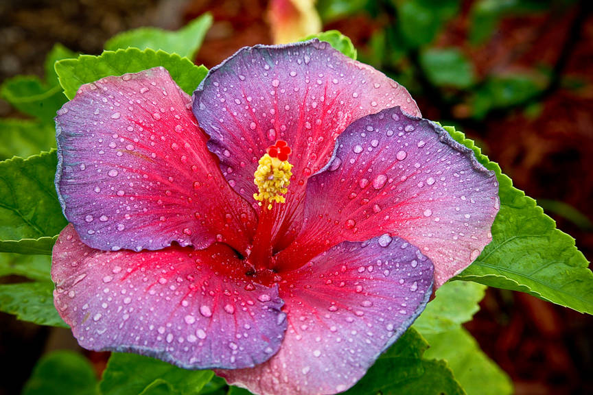 Night Fire Hibiscus Wallpaper