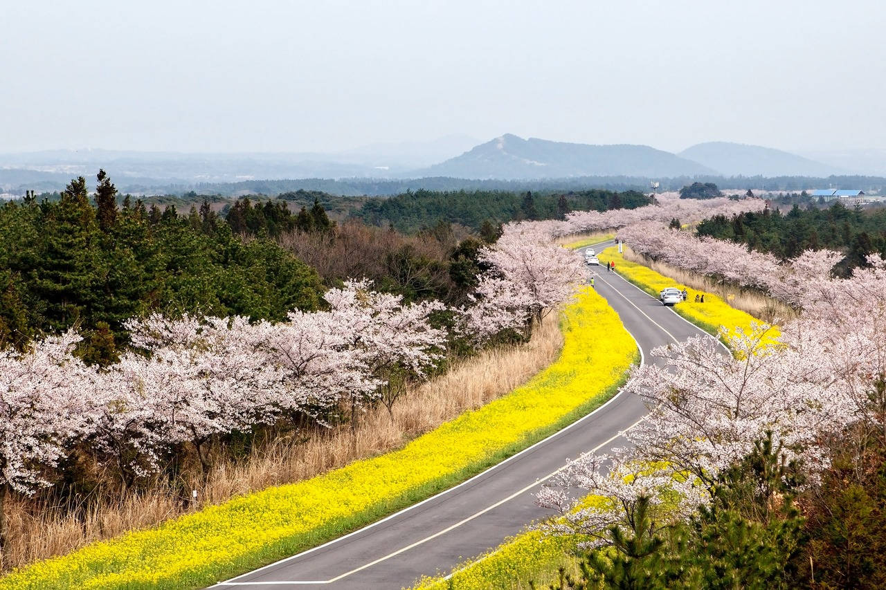 Noksan Road Jeju Island Wallpaper