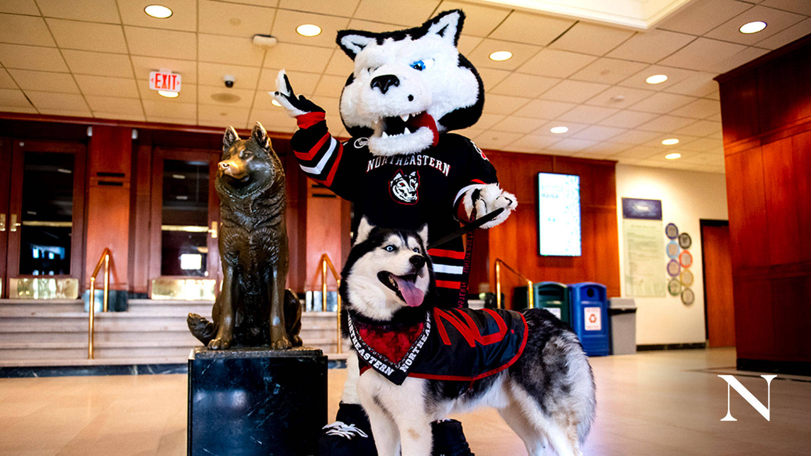 Northeastern University Mascots Wallpaper