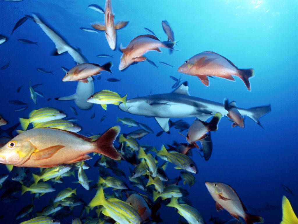 Ocean Fish Underwater Wallpaper