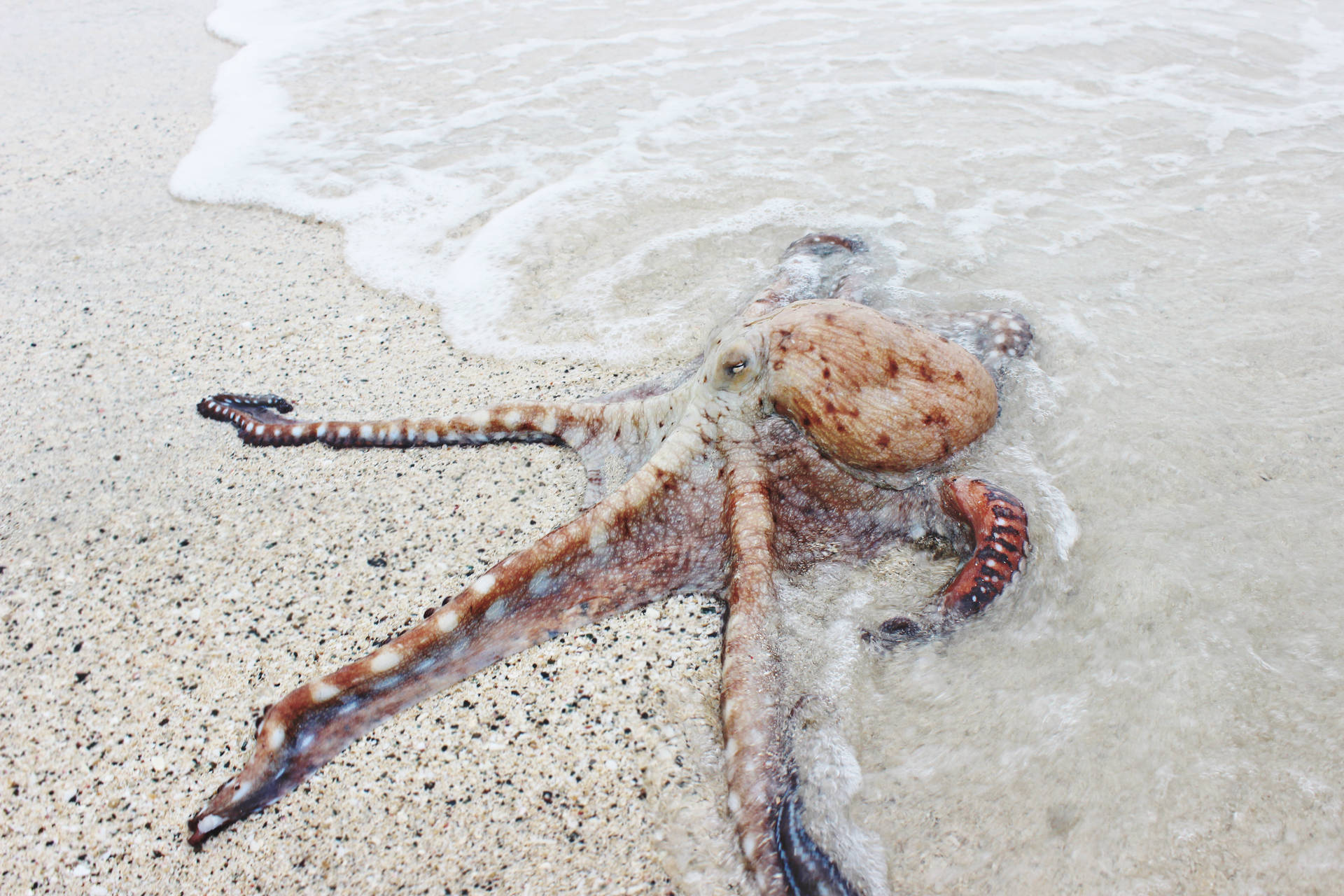 Octopus On Beach Shore Wallpaper