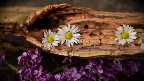 Old Wood Lilac Daisy 4k Wallpaper