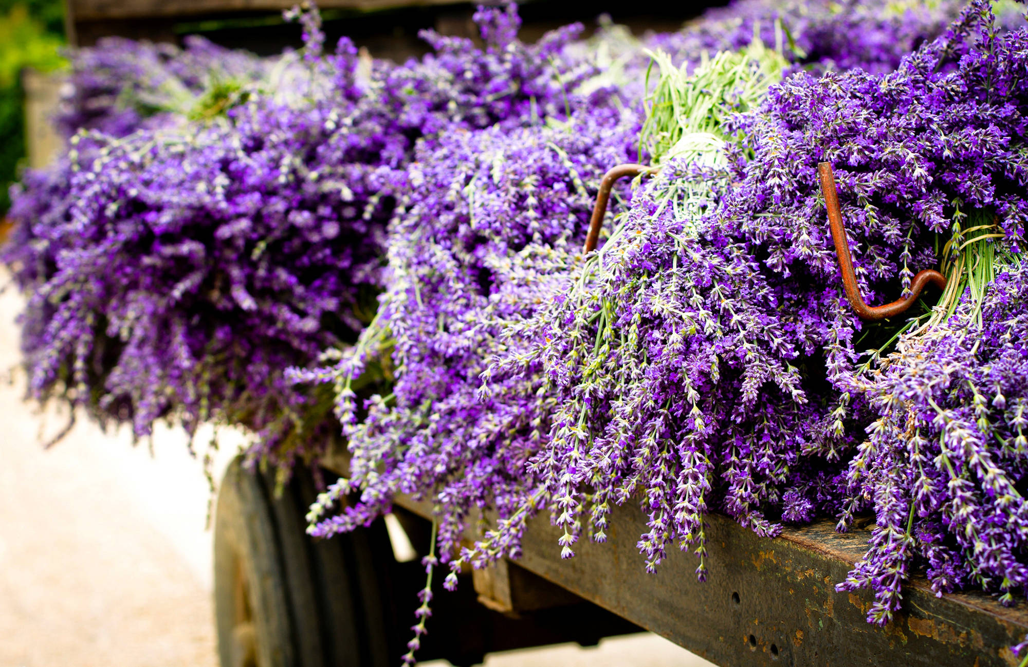 On Display Lavender Desktop Wallpaper