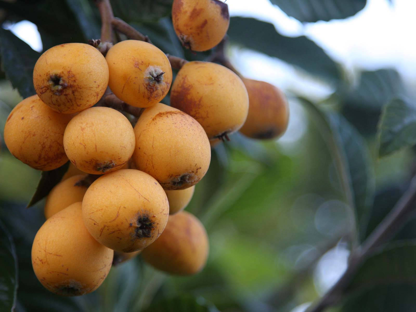 One Bundle Of Loquat Fruits Wallpaper