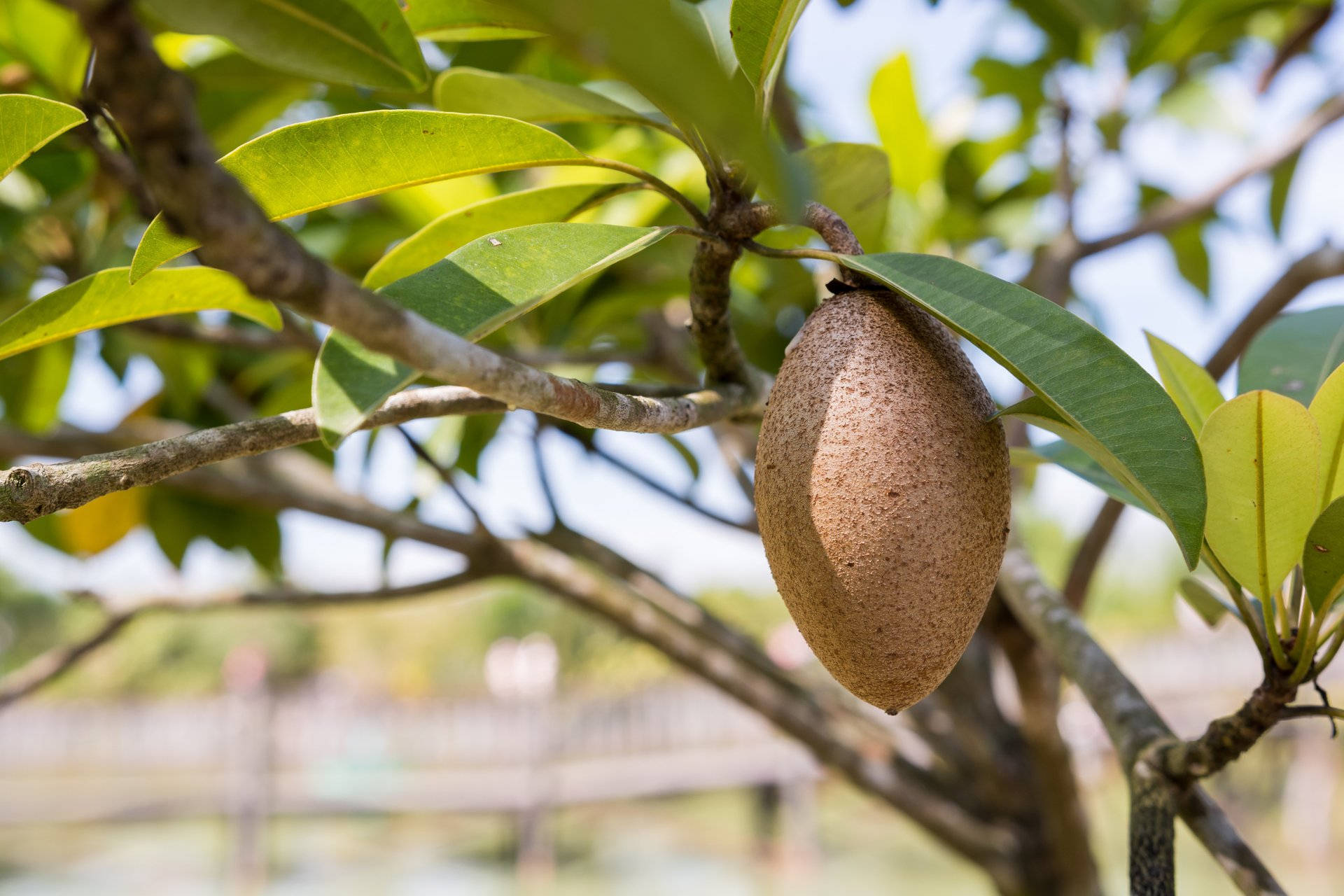 One Oblong Sapodilla Fruit Wallpaper