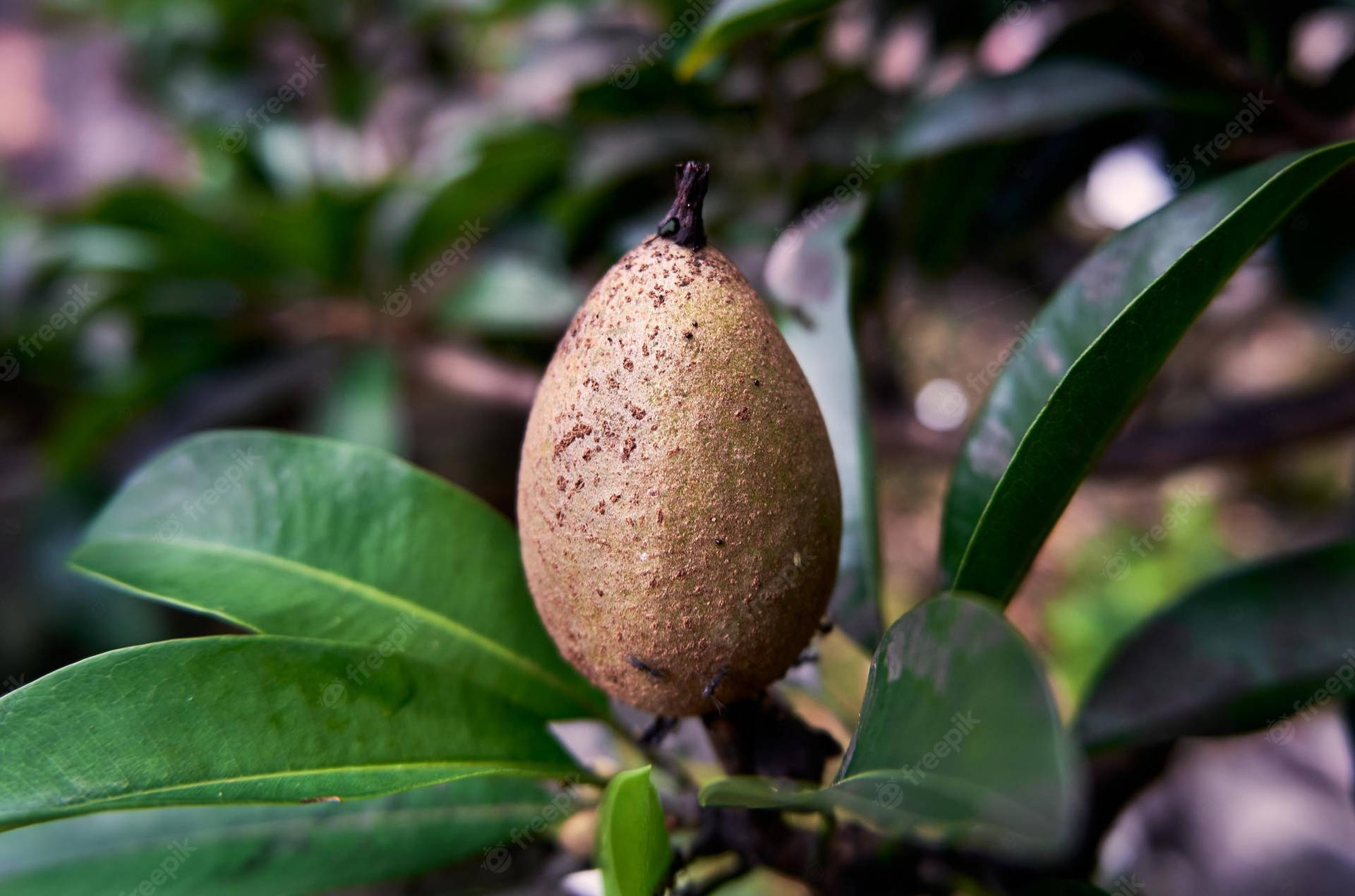 One Sapodilla Fruit Oblong Shape Wallpaper