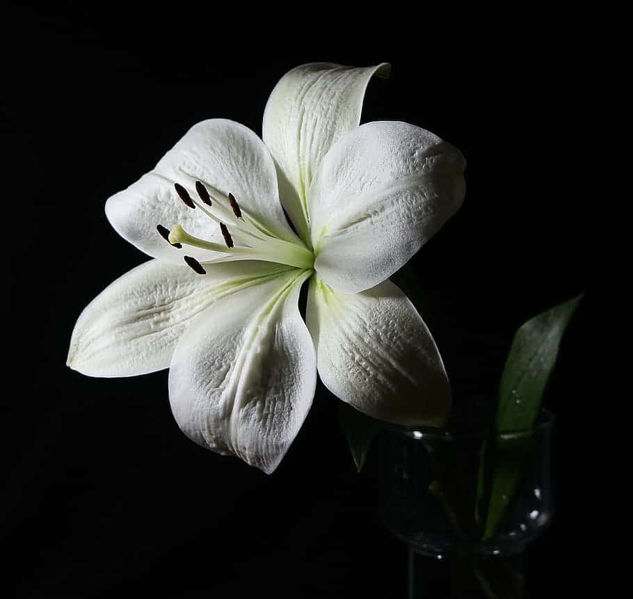 One White Lily Black Setting Wallpaper