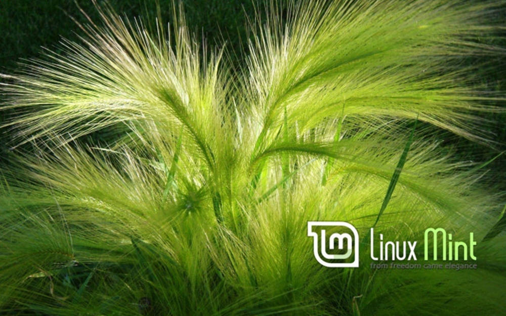 Operating System Linux Mint Logo Foxtail Barley Wallpaper