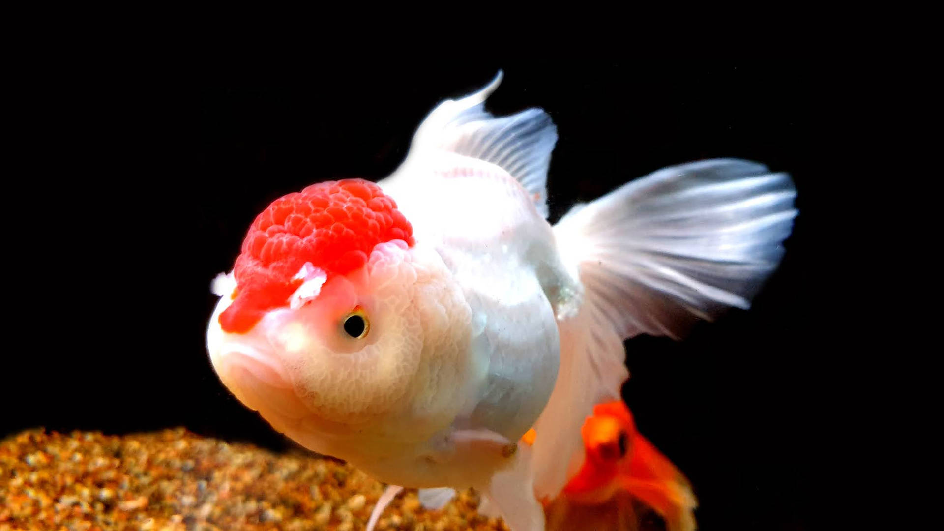 Oranda Gold Cool Fish Wallpaper