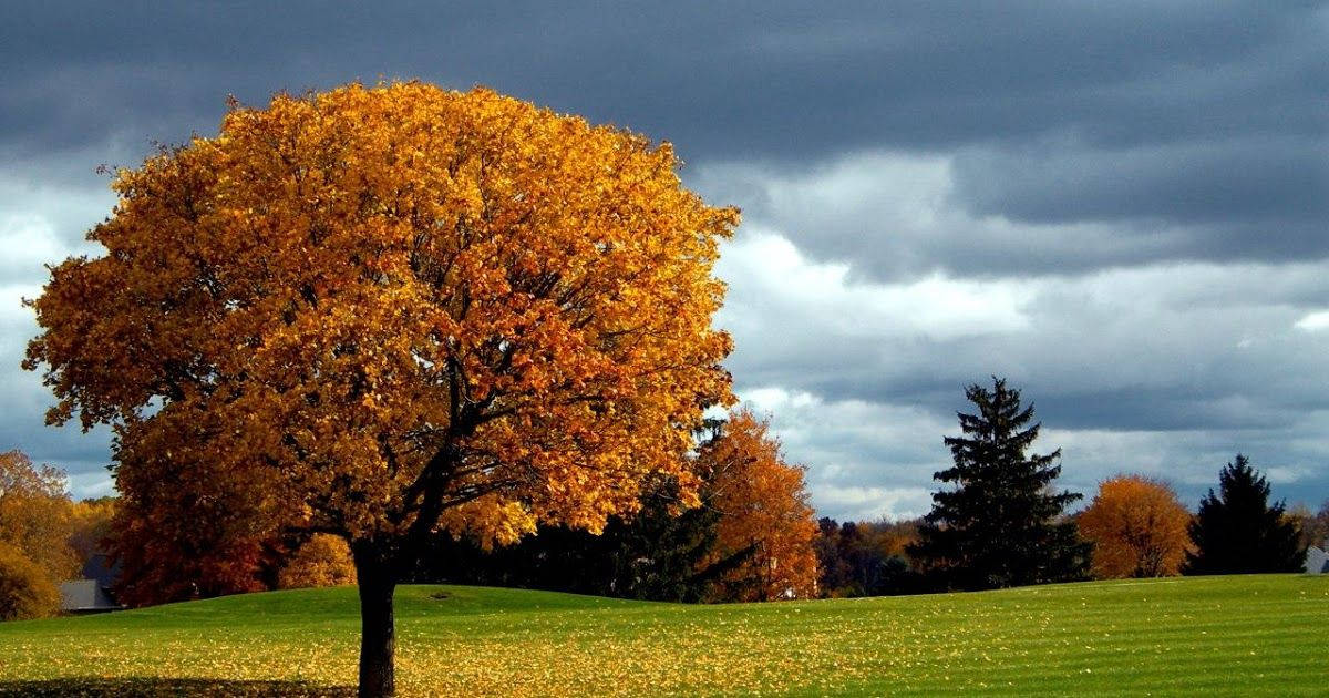 Orange Autumn Tree Full Desktop Screen Hd Wallpaper