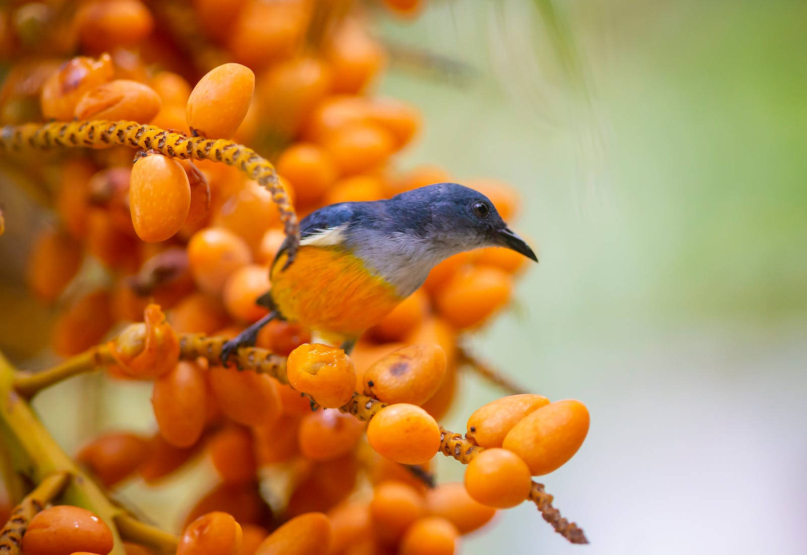 Orange-bellied Flowerpecker Beautiful Birds Wallpaper