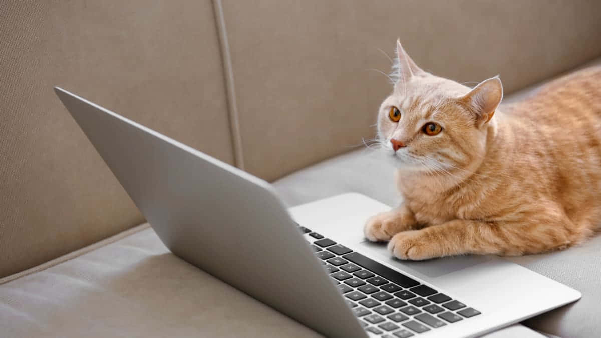 Orange Cat Using Laptop Wallpaper