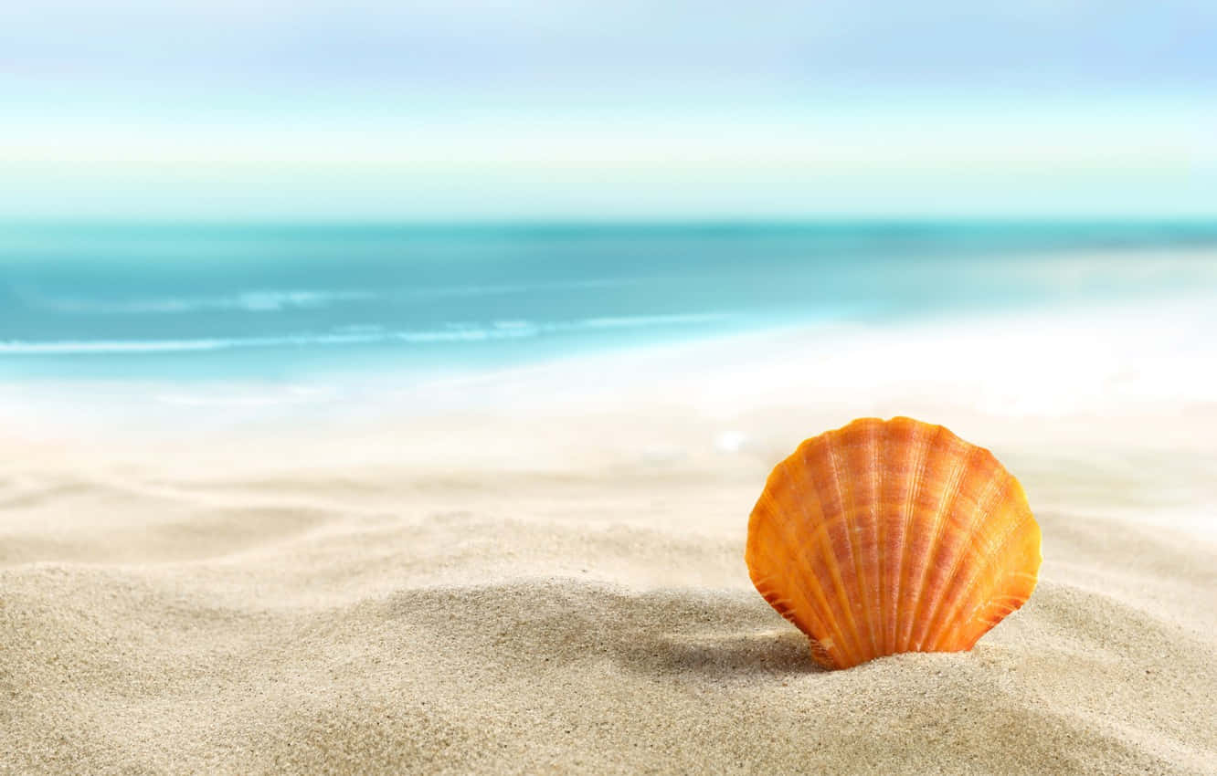 Orange Cockle Seashell On The Beach Wallpaper