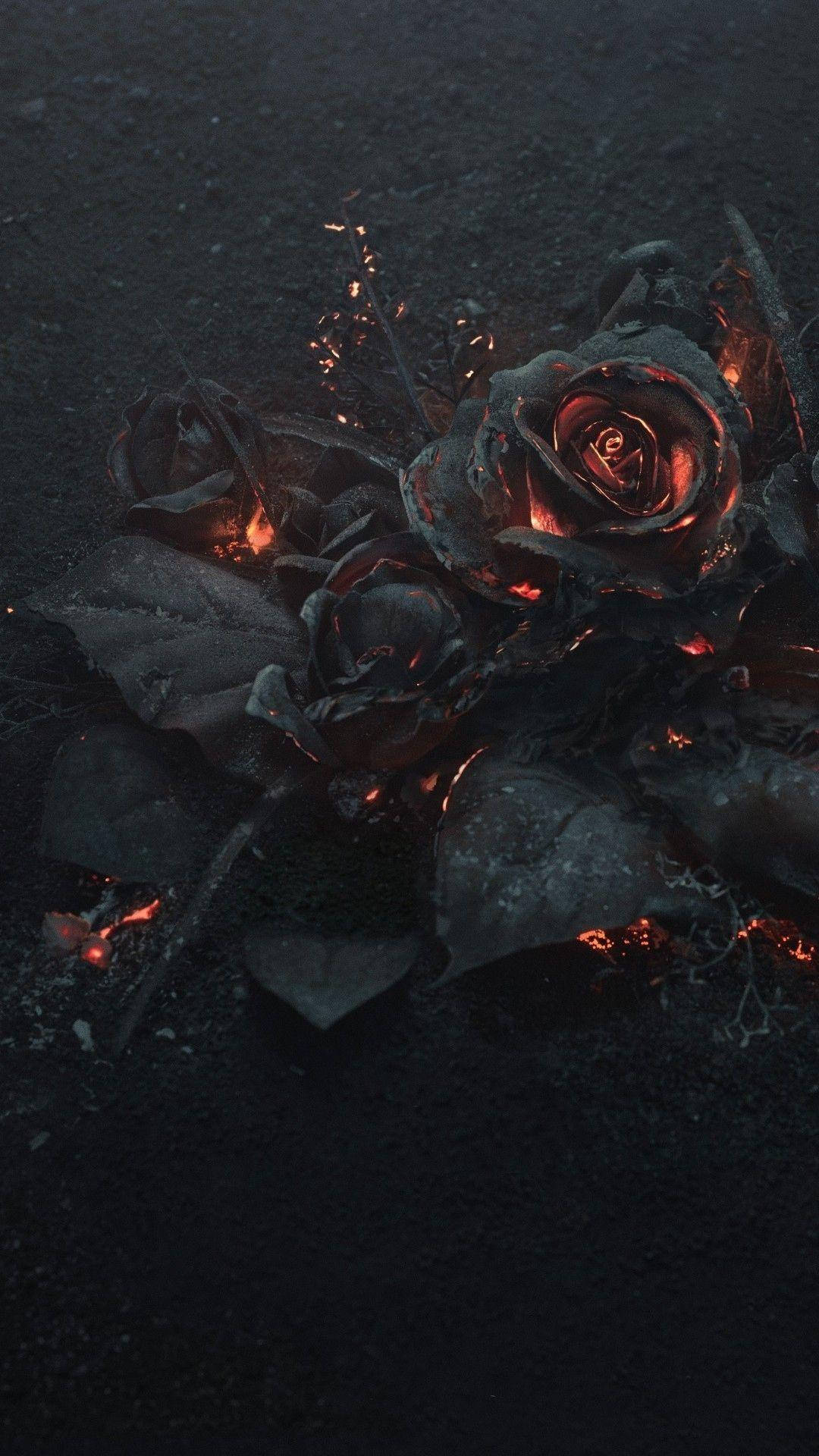 Orange Ember Black Rose Iphone Wallpaper