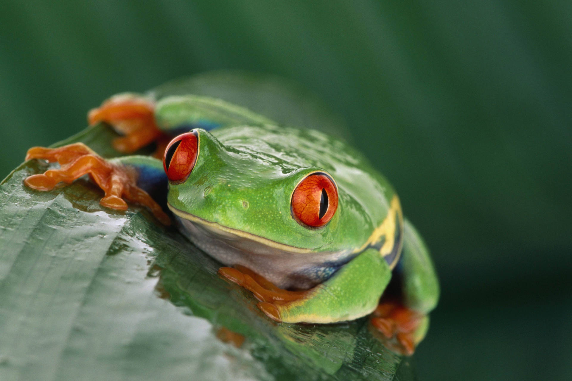 Orange-eyed Frog Wallpaper