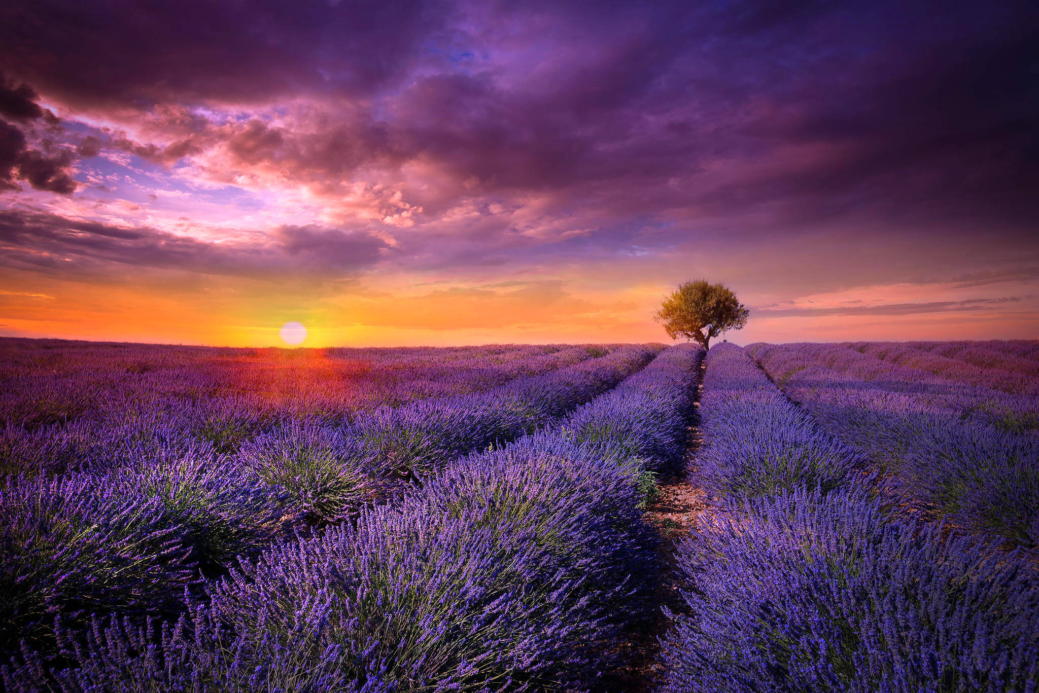 Orange Sun And Lavender Desktop Wallpaper